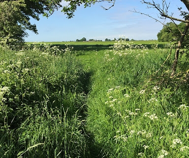 path through overgrown hedges