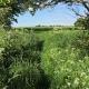 path through overgrown hedges