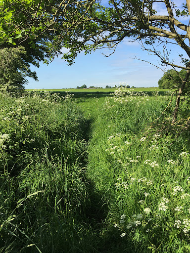 unnamed (1) path through overgrown hedges